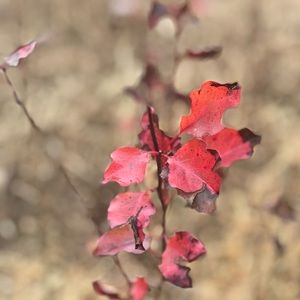 Meet your Posher, Jin